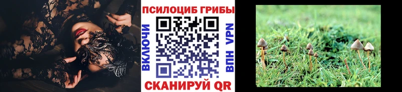 Купить закладки  Нолинск  Галлюциногенные грибы Cubensis 